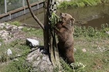 Ustavili izvajanje odločbe
o odstrelu medvedov