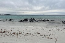 Na plaži v Avstraliji nasedlo na desetine kitov