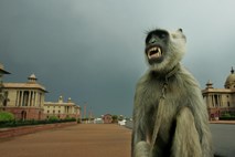 V Indiji pred vrhom G20 sprejemajo ukrepe za odganjanje opic