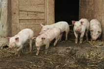 Koalicija z zakonoma o zaščiti živali in o kmetijski zbornici tepta ustavo