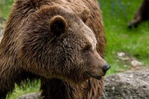 Upravno sodišče zavrnilo tožbo glede odstrela medvedov