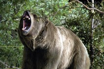 V kanadskem nacionalnem parku grizli ubil dva človeka