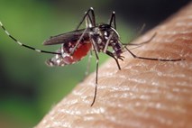 Denga v Bangladešu podira črne rekorde