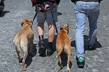 Pes v Avstriji napadel in ubil tekačico

