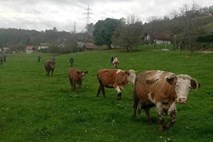 Filmski odvzem živali na kmetiji v Posavju; eno od krav si je prisvojila kar zaščitnica živali