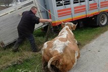 Odvzem goveda: Izrekli začasno prepoved premika živali