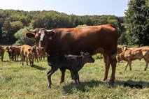 Afera blatno govedo: Trezna presoja dejstev o zaščiti živali ni možna