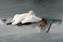 Potrjen primer ptičje gripe pri labodu v Prekmurju