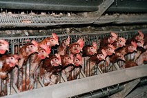 Zaščitniki živali vlado pozivajo k prepovedi reje kokoši in svinj v kletkah