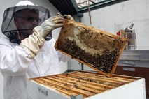 Čebelarji lani pridelali za 88 odstotkov manj medu kot predlani