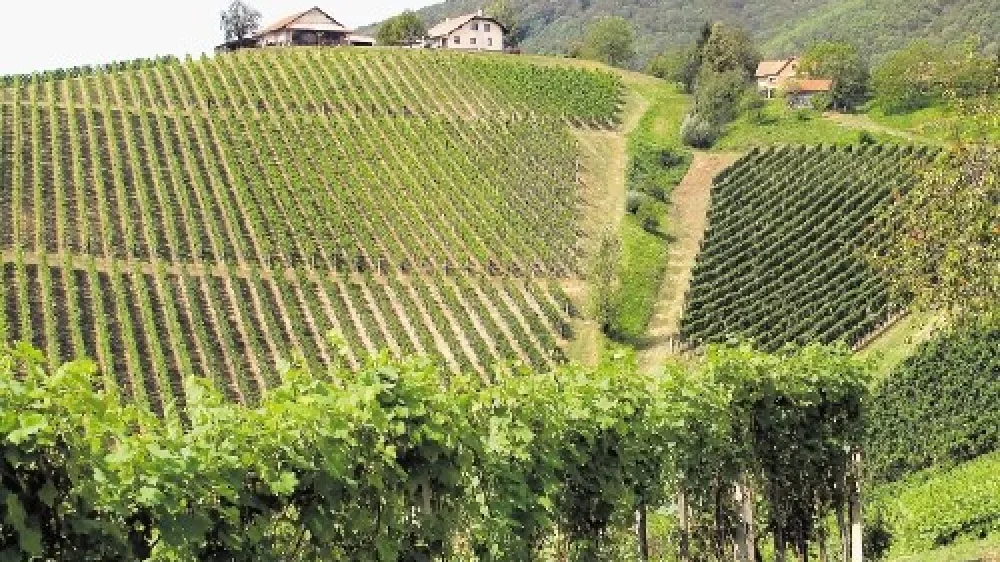 Po podatkih državnega statističnega urada ima  vsaka tretja slovenska kmetija v  posesti vinograd. V registru pridelovalcev grozdja in vina je bilo lani  vpisanih  15.973 hektarjev vinogradov, letalski posnetki kažejo, da jih je &scaron;e dobrih pet  tisoč hektarjev več.  Povprečna velikost slovenskega vinograda je 0,57 hektarja,  najmanj&scaron;a je v vinorodni deželi Posavje (0,25 hektarja), največja v primorski  vinorodni deželi (1,42 hektarja).