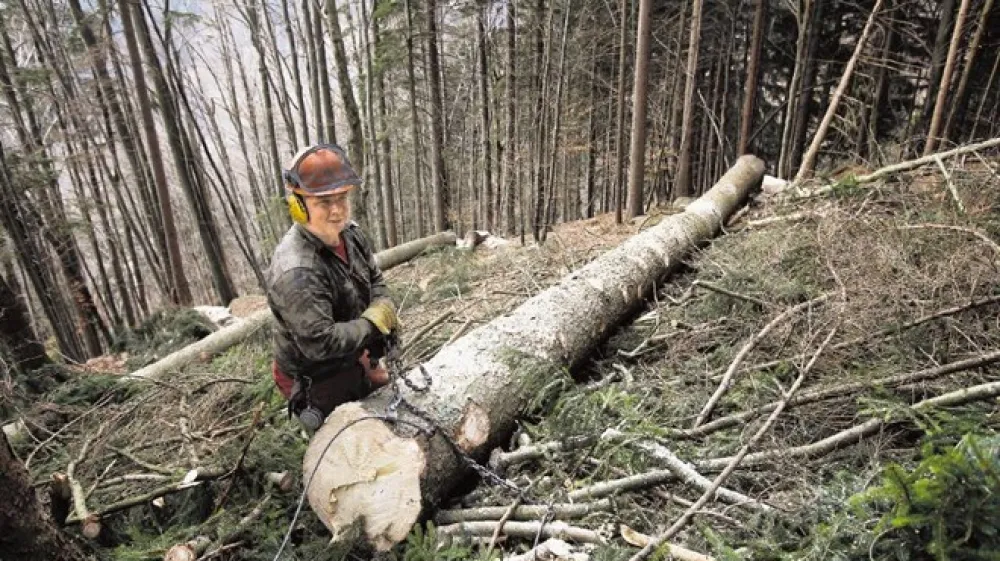 Teden gozdov je zelo konkretno začelo računsko sodi&scaron;če, ki je včeraj izdalo revizijsko poročilo o upravljanju gozdov v letu 2009.