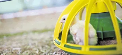 »Da bi koklje same iskale hrano, tega skorajda ni več, tudi na domačih kmetijah,« zatrjujejo rejci. Piščancem je hrana vedno na voljo v  hranilnikih, pa tudi voda. Zato je tudi rast piščancev tako nagla, da šest ali sedem dni stari že lahko skočijo v hranilnik in se tam najedo briketov, ki jih tako napihnejo, da se skorajda zataknejo med režami. Ven jih je treba zbezati, pripoveduje Bojan Lončar. (Foto: Bojan Velikonja)