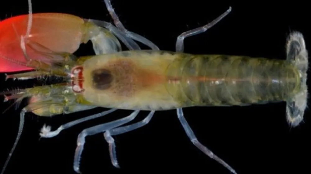 (Foto: Oxford University's Museum of Natural History, Arthur Anker/PA)