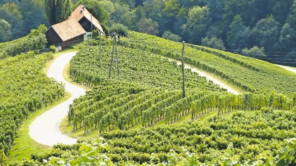 Vse bolj turistično priljubljena cesta v obliki srca, ki se vije med  vinogradi tik ob Avstriji.