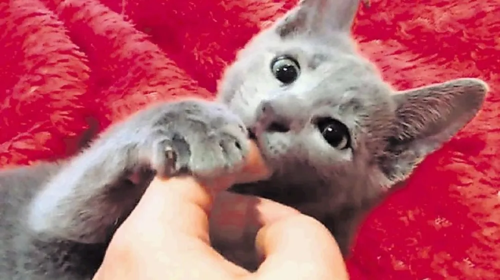 Posvetite mački nekaj svojega časa, saj je vesela družbe, tudi če včasih daje drugačen občutek.