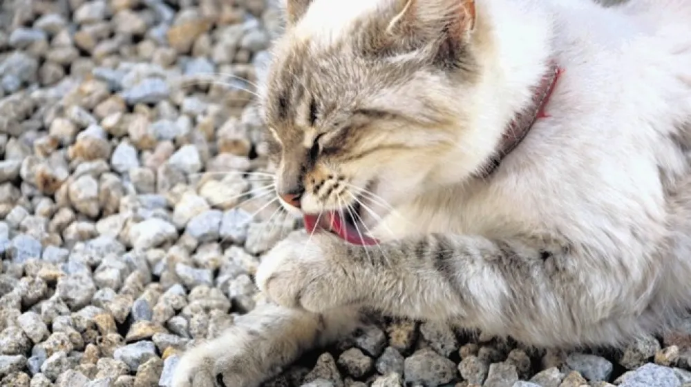 Mačke ljubijo čistočo, ko gre za opravljanje potrebe, pa so &scaron;e posebej občutljive.