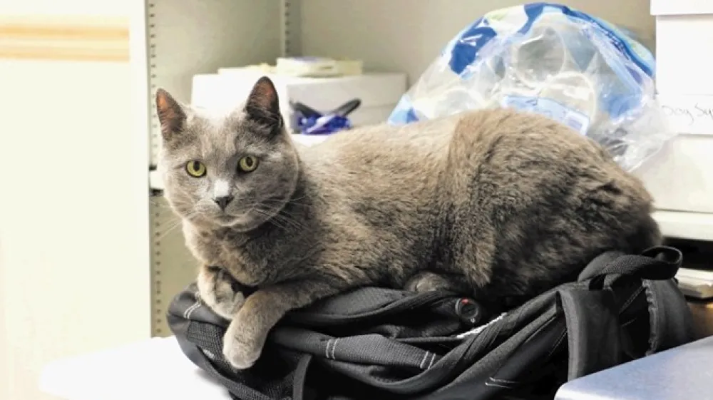 Mačka bo lulala tam, kjer zavoha urin.