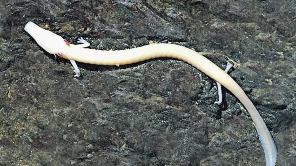 Člove&scaron;ka ribica ali proteus je največja izključno jamska žival na svetu in simbol slovenskega krasa.