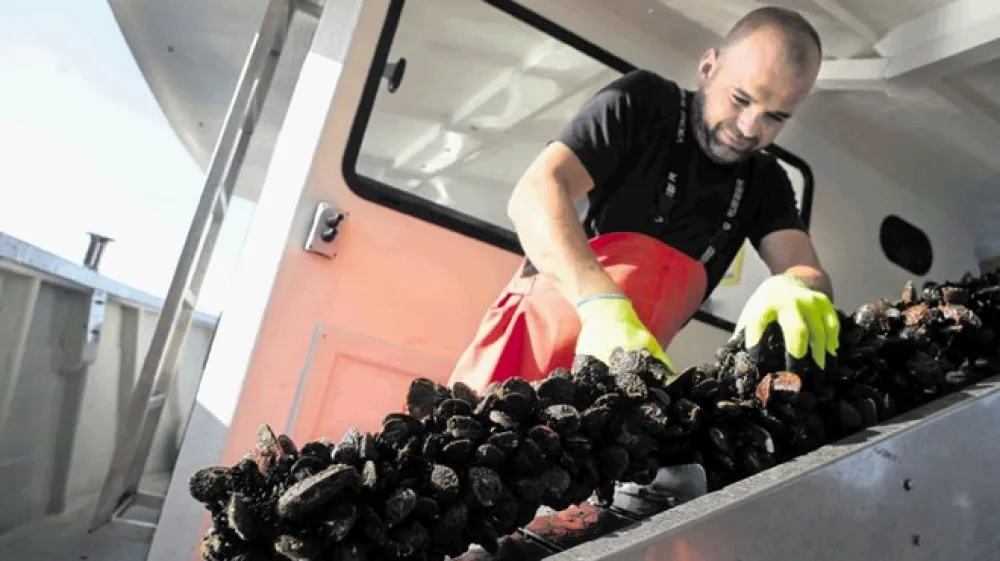 MItja Petrič pridela od 250 do 300 ton &scaron;koljk na leto.