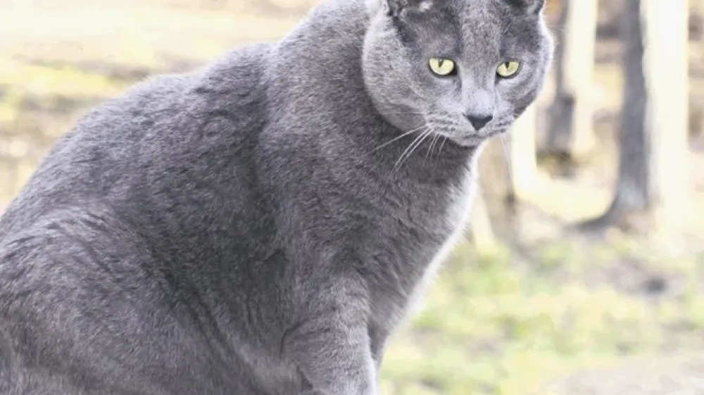 Nekatere pasme mačk so bolj nagnjene k debelosti, na primer britanka.