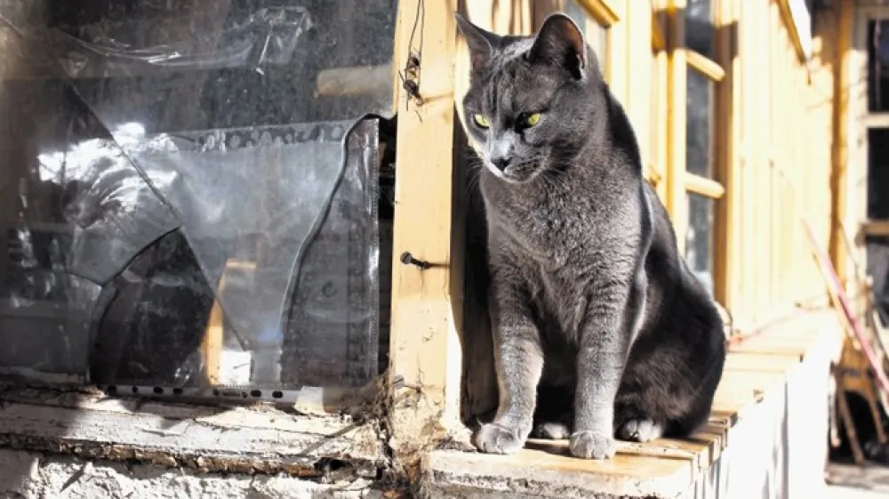 Mačka pride v stara leta, ko doseže 15 let.
