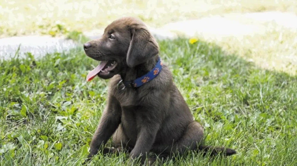 Vedno večje povpra&scaron;evanje po čokoladno rjavih labradorcih prina&scaron;a tudi vedno več zdravstvenih težav.