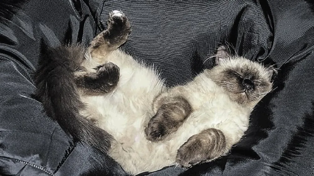 Znamenje mačje ljubezni je tudi, ko nam maček zaupljivo nastavi svoj trebu&scaron;ček.