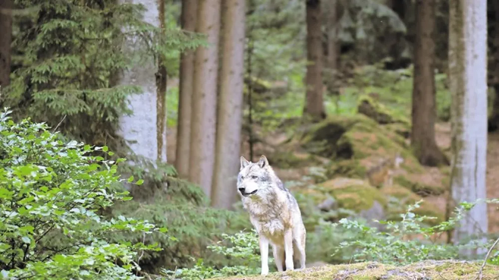 Foto: iStock