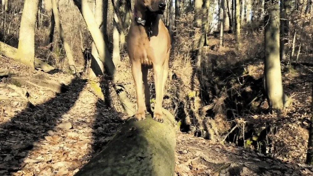 Med sprehodom po gozdu smo pozorni na pasti, ki prežijo na razigrane pse.