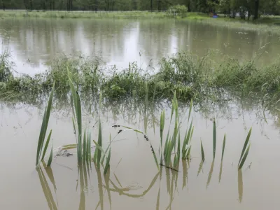 - 30.05.2019  Ljubljansko barje  poplave<br> <br>//FOTO: Jaka Gasar