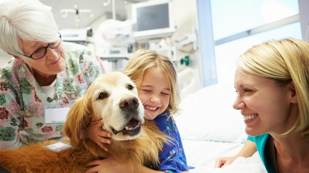 Young Girl Being Visited In Hospital By Therapy Dog
