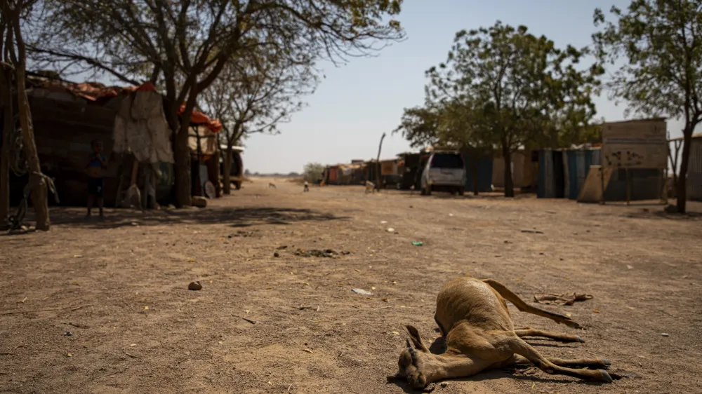 A dead animal is seen in the community of Ceel Dheere in Somaliland, a semi-autonomous region of Somalia, on March 14, 2022. An estimated 13 million people are facing severe hunger in the Horn of Africa as a result of persistent drought conditions, according to the United Nations. (Daniel Jukes/ActionAid via AP)