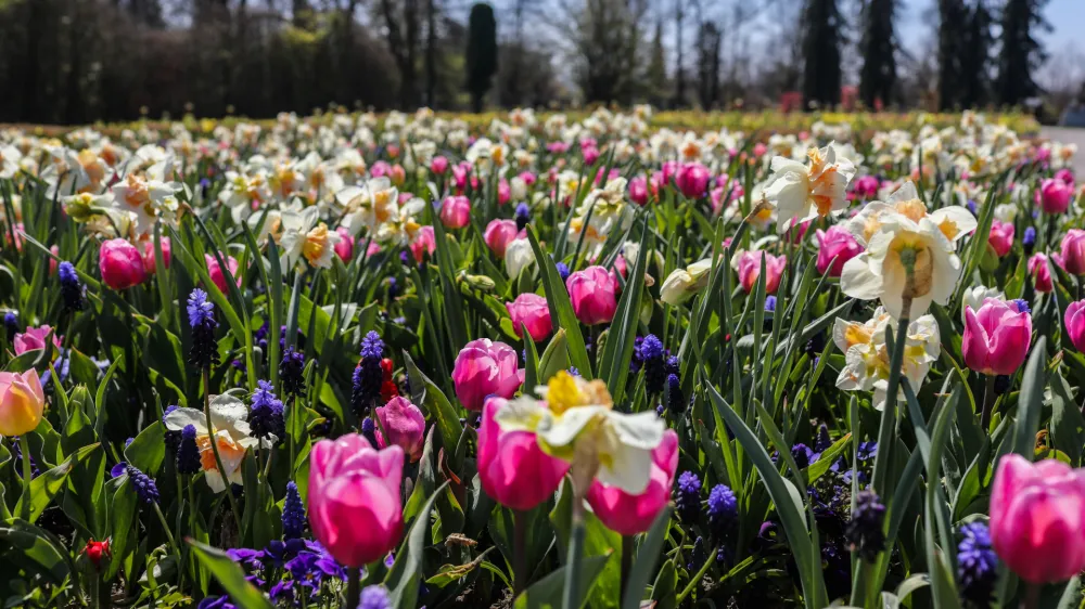 tulipani, narcise- 09.04.2020 - Arboretum Volčji Potok  voden ogled med spomladanskimi cvetlicami //FOTO: Bojan Velikonja