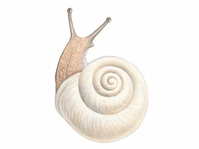 Ilustracija polža Trine Čuček Mer&scaron;ol v knjigi Fižolozofija avtorice Irene &Scaron;taudohar.