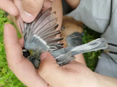 Tja&scaron;a Zagor&scaron;ek Horvatič