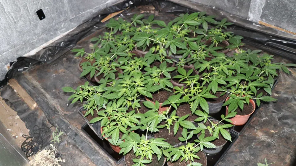 Grosupeljčanu so zasegli sadike konoplje. F PU Ljubljana