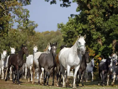 - LIPICA 2012 - kobilarna - vzreja svetovno znanih konjev lipicancev, konj - lipicanec - lipicanci//FOTO: Bojan Velikonja