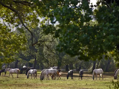 - LIPICA 2012 - kobilarna - vzreja svetovno znanih konjev lipicancev, konj - lipicanec - lipicanci//FOTO: Bojan Velikonja