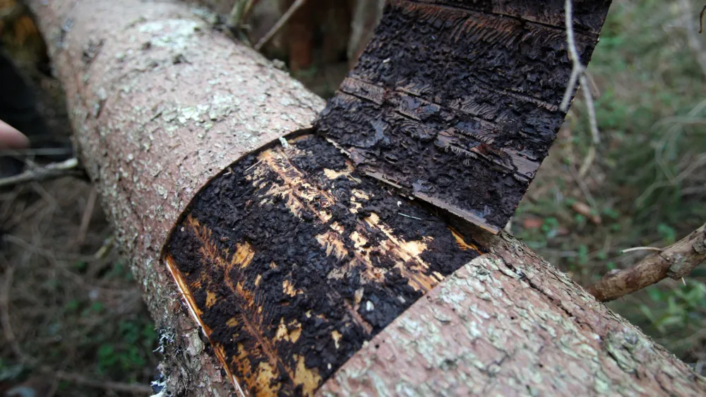 - lubadar uničuje gozdove<br><br><br>- Pokljuka - poklju&scaron;ki gozdovi gostili politike - Zavod za gozdove Slovenije je povabil člane odbora DZ za za kmetijstvo, gozdarstvo in prehrano, da bi se na lastne oči prepričali kako poteka sečnja in spravilo v ujmah po&scaron;kodovanega lesa. Smrekov lubadar  ///FOTO: Luka CjuhaOPOMBA: ZA OBJAVO V ČASOPISU DNEVNIK