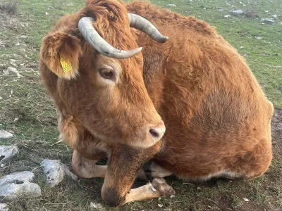 Istra, govedo, zanemarjanje živali. Foto: Dru&scaron;tvo za za&scaron;čito konj in ostalih živali