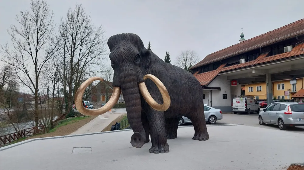 Kip mamuta bodo slavnostno &raquo;odkrili&laquo; v soboto, ko bo ob avtobusni postaji organizirana tudi kraj&scaron;a slovesnost.