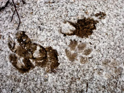 odtis volčje &scaron;ape v snegu- Javorniki nad Cerknico - življenski prostor velikih zveri - sledenje v snegu - divjad///FOTO: Jaka AdamičOPOMBA: ZA OBJAVO V PRILOGI &ndash; DNEVNIKOV OBJEKTIV - REPORTAŽA