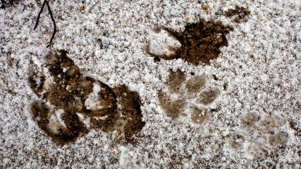 odtis volčje &scaron;ape v snegu- Javorniki nad Cerknico - življenski prostor velikih zveri - sledenje v snegu - divjad///FOTO: Jaka AdamičOPOMBA: ZA OBJAVO V PRILOGI &ndash; DNEVNIKOV OBJEKTIV - REPORTAŽA