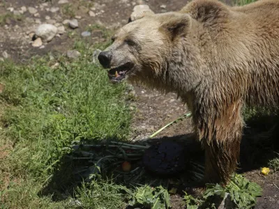 medved - 06.07.2022 - Živalski vrt ZOO Ljubljana &ndash; živali se v poletni vročini hladijo s sladoledom - //FOTO: Jaka Gasar