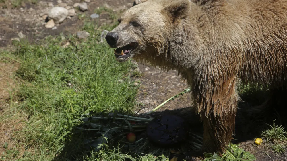 medved - 06.07.2022 - Živalski vrt ZOO Ljubljana &ndash; živali se v poletni vročini hladijo s sladoledom - //FOTO: Jaka Gasar