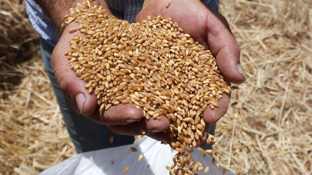 A farmer displays grains of wheat in a field at Mays Al-Jabal village, near the Lebanese-Israeli border in southern Lebanon, June 17, 2023. REUTERS/Aziz Taher