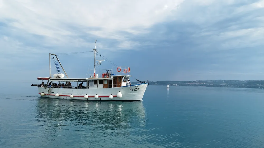 Zlatorepka, ladijski prevoz po slovenski Obali