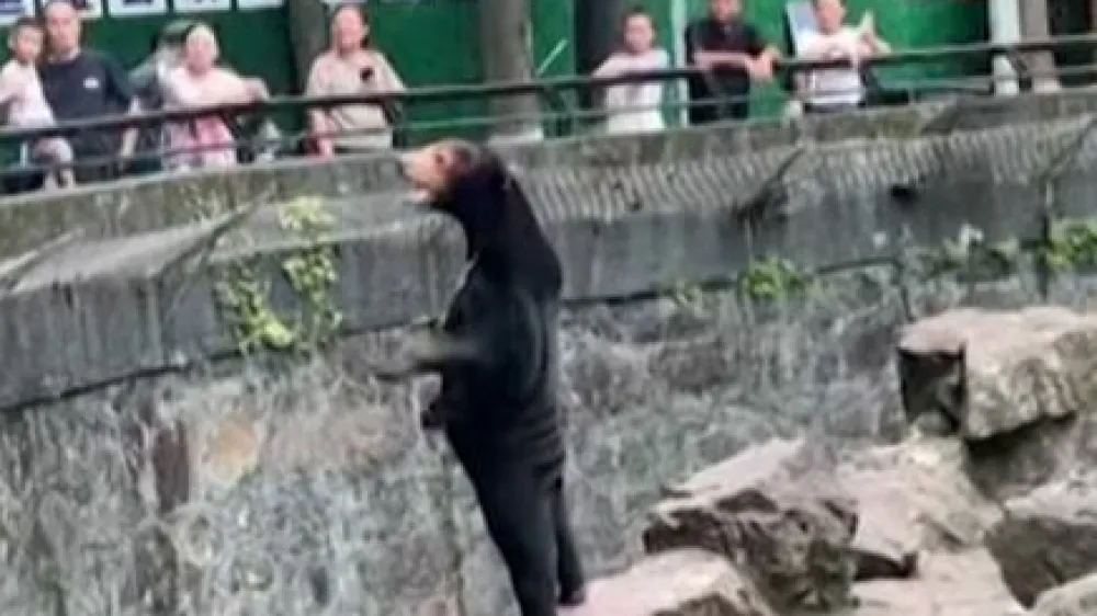 &Scaron;tevilni so začeli opozarjati, da medved verjetno ni pravi, pri tem pa opozorili na postavo in to, da je imel nagubano kožo pri nogah. Zaradi tega so posumili, da je verjetno to človek v kostumu.