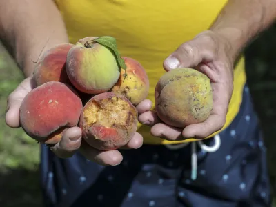 - 29.07.2023 – Vipavska dolina - odpravljanje posledic po uničevalnem neurju s točo - uničeni pridelki v breskovih in hruškovih sadovnjakih, vinogradih ter na poljih - sadjarstvo - //FOTO: Jaka Gasar